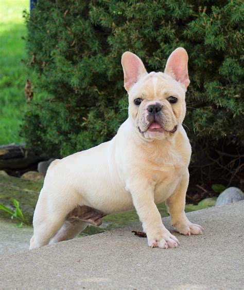 bulldog puppies for sale austin|akc french bulldog for sale.